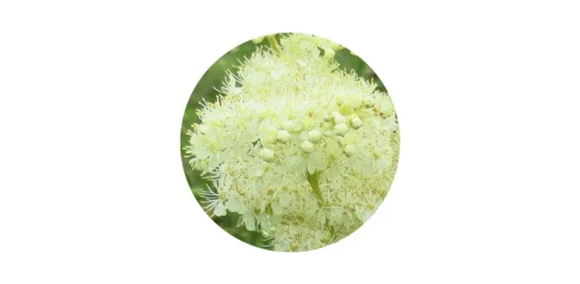 メドウスイート