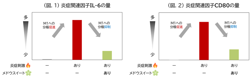 (図.1) 炎症関連因子IL-6の量／(図.2) 炎症関連因子CD80の量