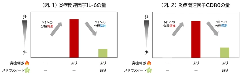 (図.1) 炎症関連因子IL-6の量／(図.2) 炎症関連因子CD80の量
