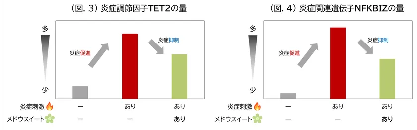 (図.3) 炎症調節因子TET2の量／(図.4) 炎症関連遺伝子NFKBIZの量