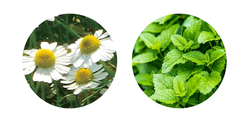 カミツレ/メリッサ