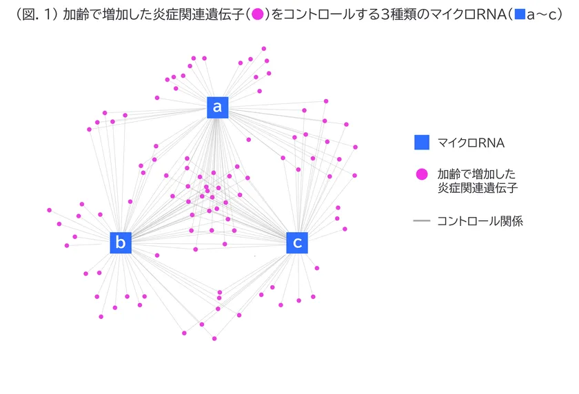 (図.1) 加齢で増加した炎症関連遺伝子(●)をコントロールする3種類のマイクロRNA(■a~c)