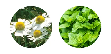 カミツレ／メリッサ