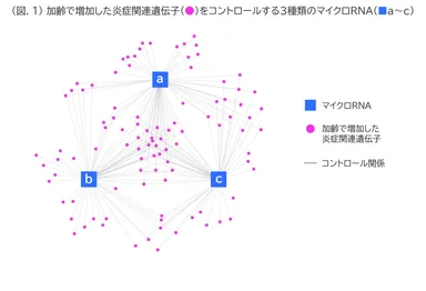 (図.1) 加齢で増加した炎症関連遺伝子(●)をコントロールする3種類のマイクロRNA(■a～c)