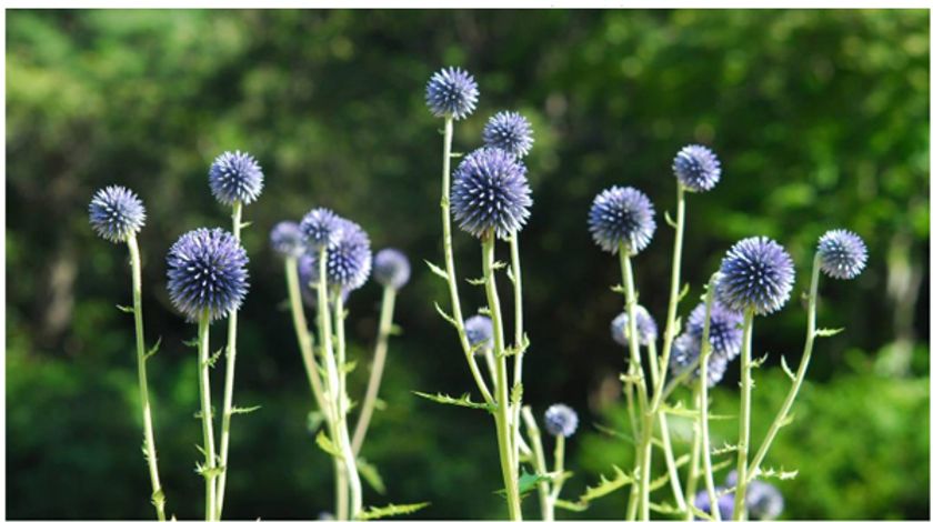 六甲高山植物園 絶滅が危惧される貴重な花
「ヒゴタイ」8月下旬まで見頃です！