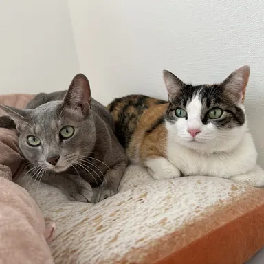 おはぎくん＆よもぎちゃん