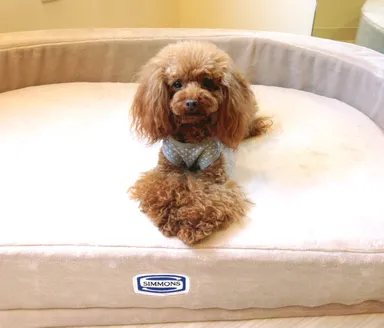 ワンちゃんイメージ