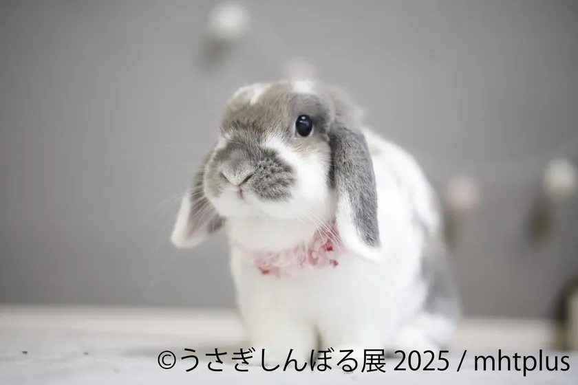 展示作品：mhtplus