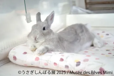 展示作品：Musee des Reves Mimi