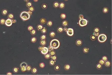 参考：花粉破裂画像 人体に近い溶液を使用