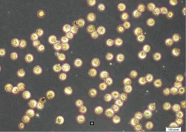 参考：花粉破裂画像　ウォーターヴェール使用