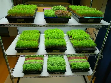 業務仕様栽培棚風景