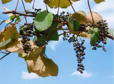 岩手県久慈地域産山葡萄