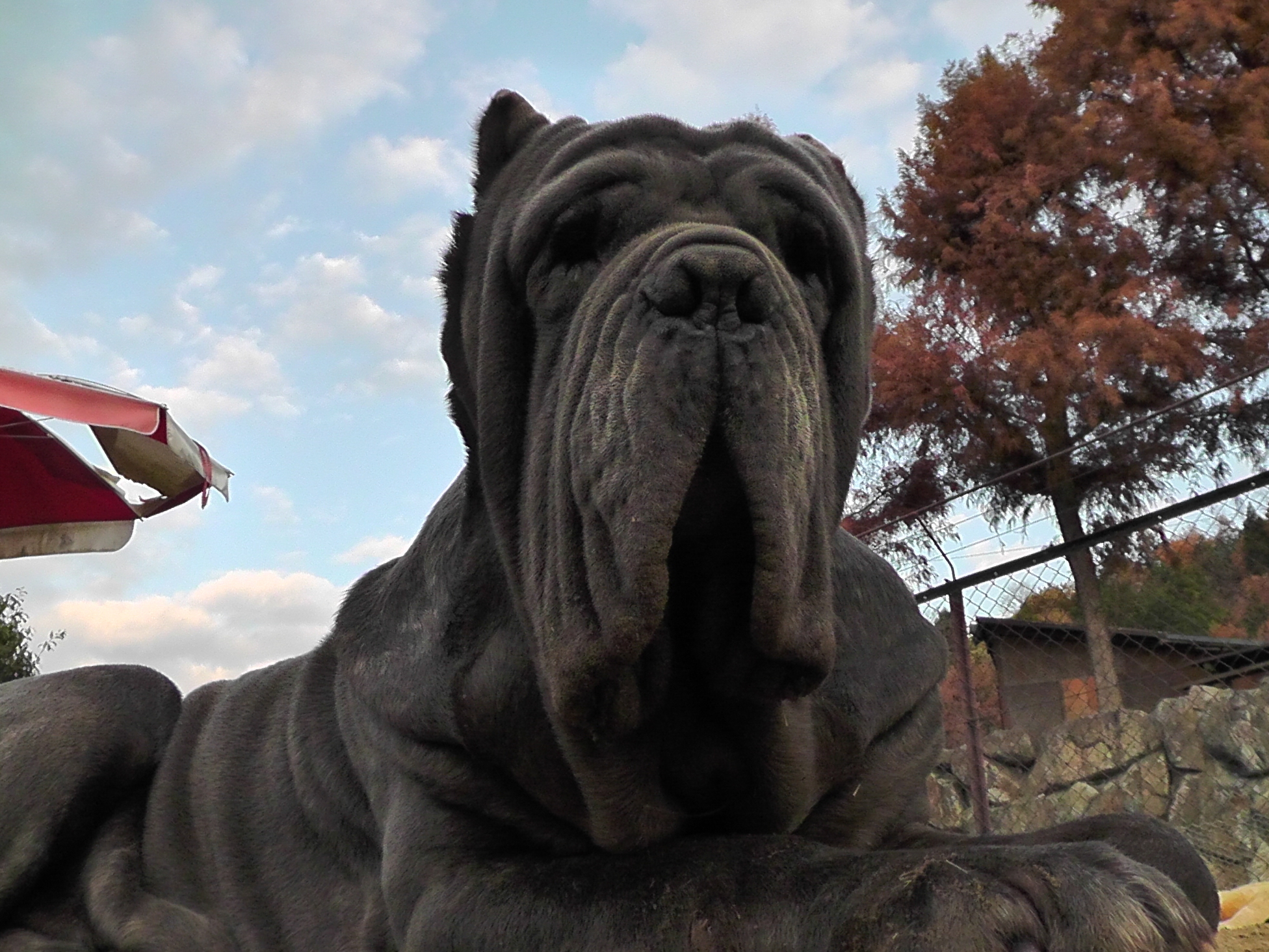 大阪 ワールド牧場 に動物の出産ラッシュ到来 Gwは 世界一怖い顔の犬 と 世界最大級の馬 のふれあい体験 有限会社ワールド牧場のプレスリリース