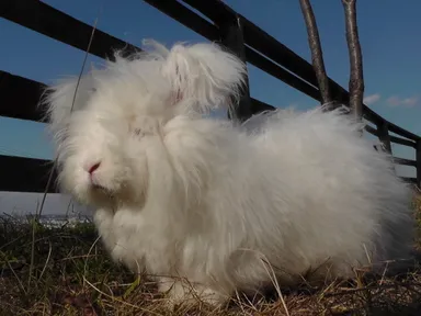 ふわふわのイングリッシュアンゴラ