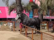 世界最大級の馬「ペルシュロン」