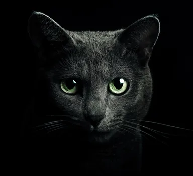 ロシアンブルー