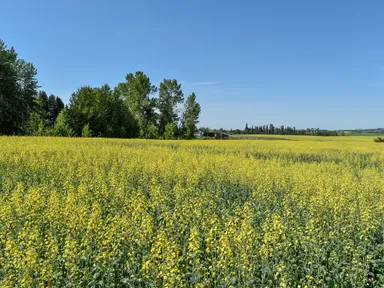 カナダ・アルバータ州のキャノーラ畑