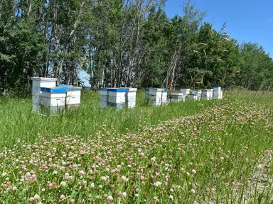 カナダ・アルバータ州のクローバー畑
