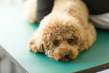 自分の犬のこと、自分でやる人のための塾