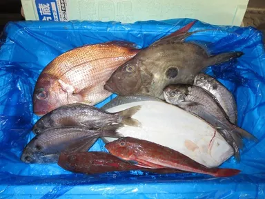 信頼できる漁師さんから新鮮な魚を直接購入できる