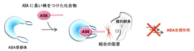 図3．ABA阻害剤(AS6)のデザイン戦略