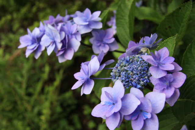 伊豆 四季 の 花 公園 あじさい