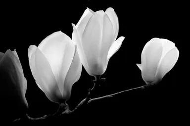 荒川 弘之「WHITE FLOWERS」