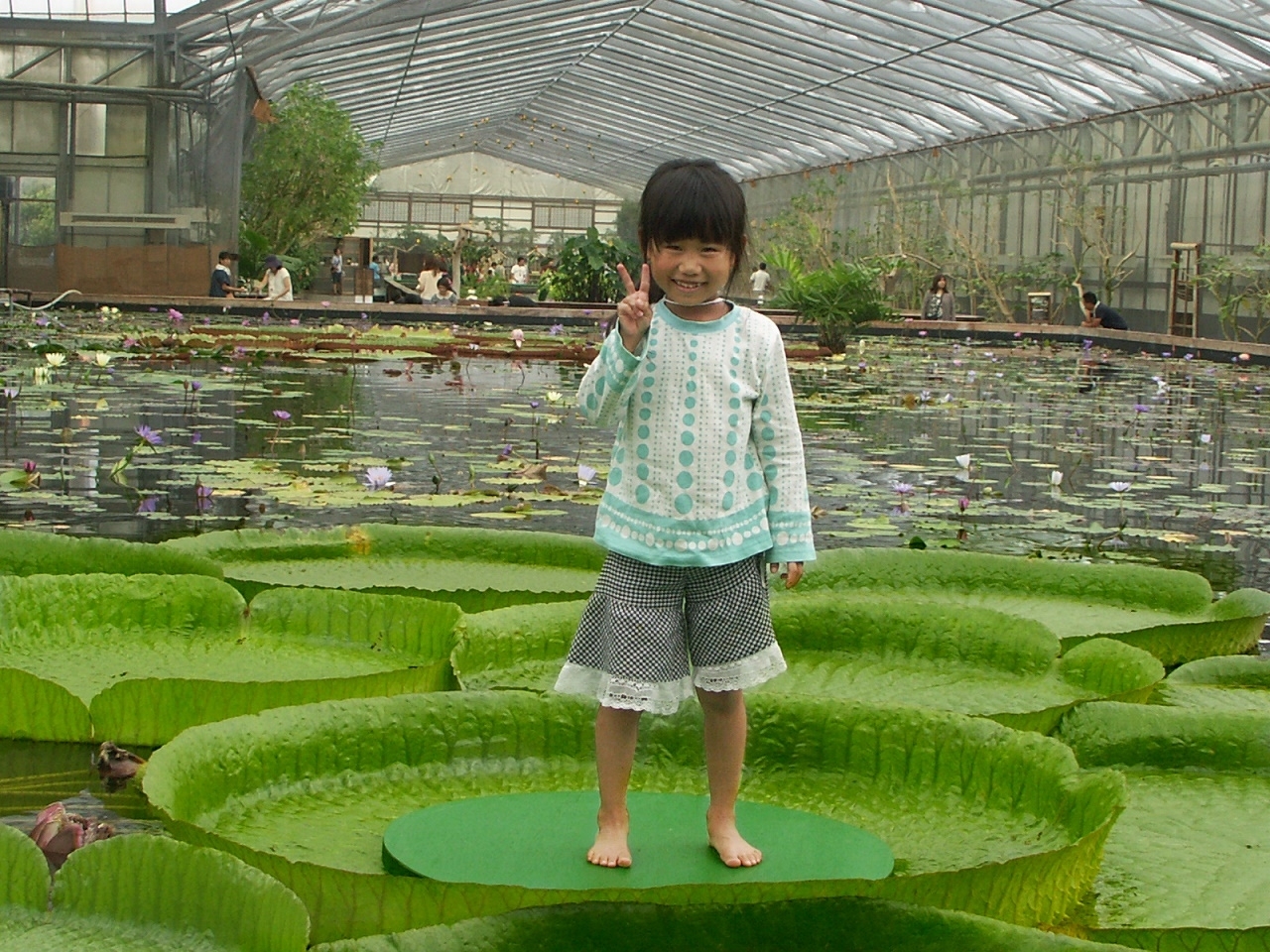 こどもが乗れる巨大な葉っぱ の体験会 静岡 掛川花鳥園 で オオオニバスにのってみよう 開催 掛川花鳥園のプレスリリース