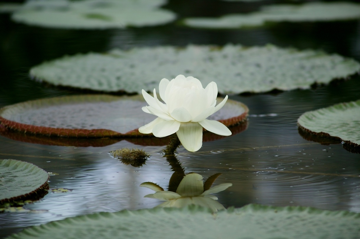 こどもが乗れる巨大な葉っぱ の体験会 静岡 掛川花鳥園 で オオオニバスにのってみよう 開催 掛川花鳥園のプレスリリース