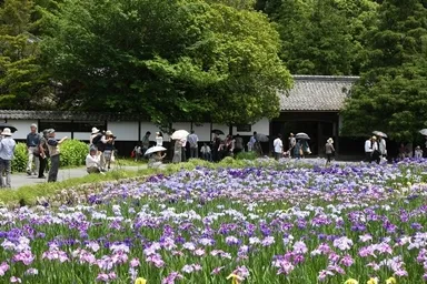 加茂花菖蒲園