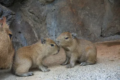 カピバラの赤ちゃん(4)