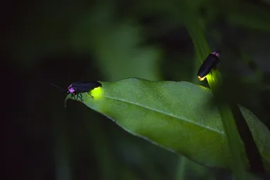 庭園で光を放つホタル