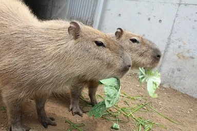 左：ケビン　右：ニンジン(2)