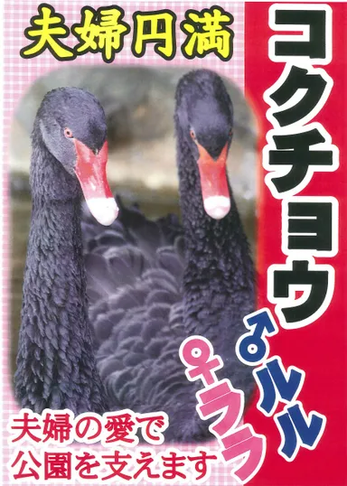 コクチョウ「ルル(♂)・ララ(♀)」