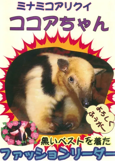 ミナミコアリクイ「ココアちゃん」