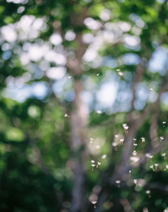 参考作品「FLOWER」写真学科4年 JIA NAN