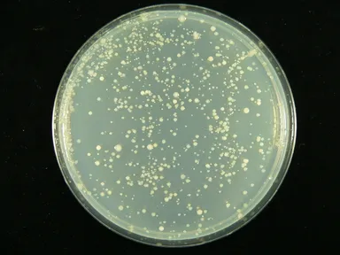 6日間継続使用した台ふきんで水拭き後に食卓から採取した雑菌