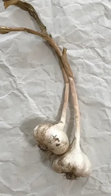 土つきのニンニク(リターン)