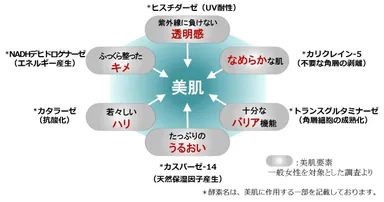 「美肌を叶える6つの要素」と「酵素」の関係