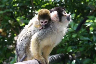 リスザルの親子(1)