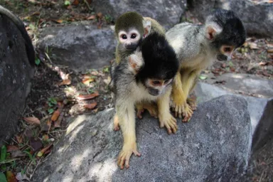 リスザルの親子(3)