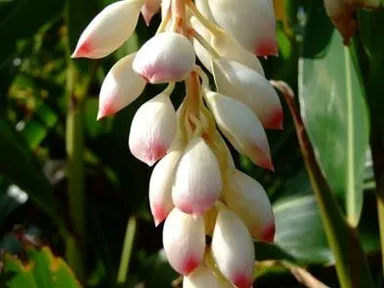 沖縄のハーブ月桃