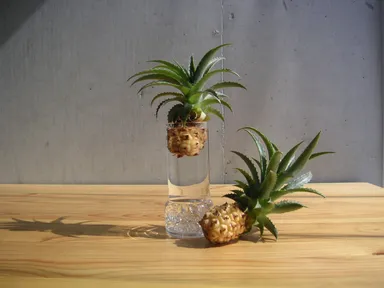 水さし木ミニパイナップル