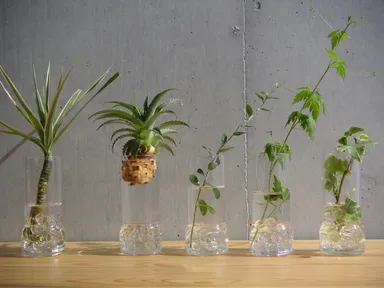 水さし木グラスと水さし木