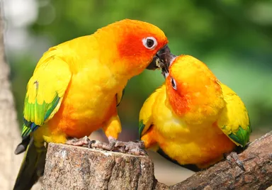掛川花鳥園：インコ