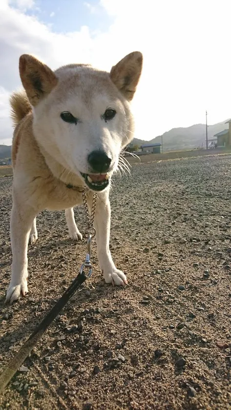 20年の軌跡 はな