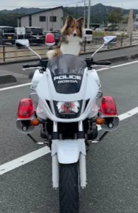 親子で警察犬シェルティー