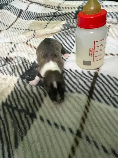 天に還った小さな命達。。。