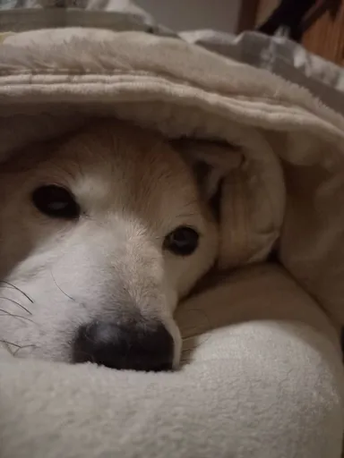 儚くも愛しいクルクル